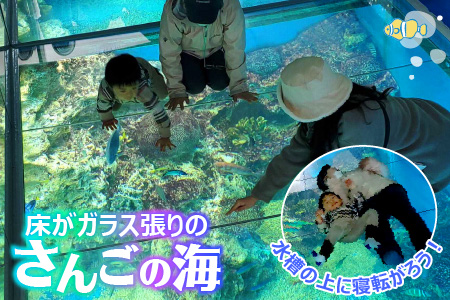 【越前松島水族館】 体験・体感型水族館の入館券プラン 【水族館 入場券 チケット 券 観光 旅行 利用券 入館券 体験 夏休み アウトドア】 [A-11103]