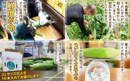 【先行予約】朝取れ とうもろこし 10本 (1本：2Lサイズ以上 370g～450g) ～驚きの糖度18度以上！～ (わくわくコーン) 【2026年6月上旬以降順次発送】  [A-7102] とうもろこし とうもろこし とうもろこし とうもろこし