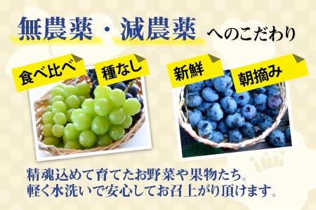 【先行予約】 減農薬にこだわった新鮮で安心な川合農園のブドウ おまかせ2房 と ブルーベリーセット 【2026年7月以降順次発送予定】 【ブドウ ぶどう ブルーベリー 果物 くだもの 果実 フルーツ 旬 新鮮 減農薬 セット 詰め合わせ 国産 冷蔵】 [A-7551]