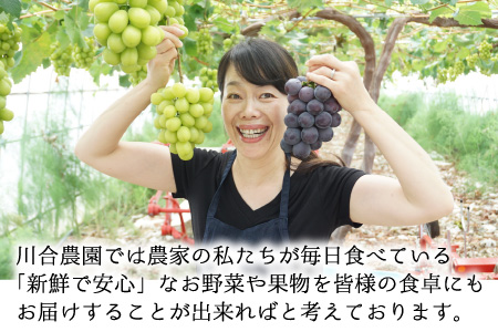 【先行予約】減農薬にこだわった新鮮で安心な川合農園の高級ブドウ 3房 と シャインマスカットゼリー 4個セット【2026年8月中旬以降順次発送予定】【マスカット ブドウ ぶどう 葡萄 果物 くだもの フルーツ 果実 ゼリー 旬 新鮮 セット 詰め合わせ 国産】 [C-7502]