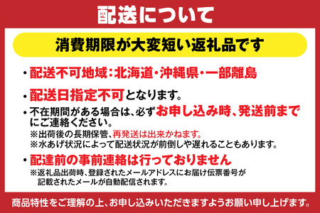《先行予約》【訳あり】 浜茹で セコガニ 香住産 大サイズ 4匹入り 【令和8年11月中旬以降発送予定】 カニ  19-10