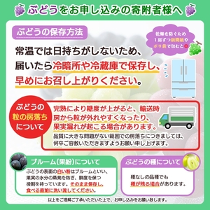  山形市産 シャインマスカット 秀 1kg以上(2房)[前半]【令和8年産先行予約】FU22-083 くだもの 果物 フルーツ 山形 山形県 山形市 2026年産