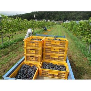 山雫ロッソ:地元産ぶどう100％の赤ワイン（720ml）【お酒 さけ 人気 おすすめ  ギフト】