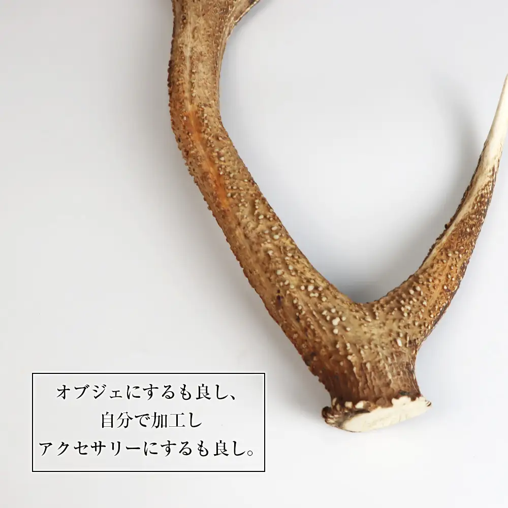 エゾシカ角（横約20cm×縦約60㎝）