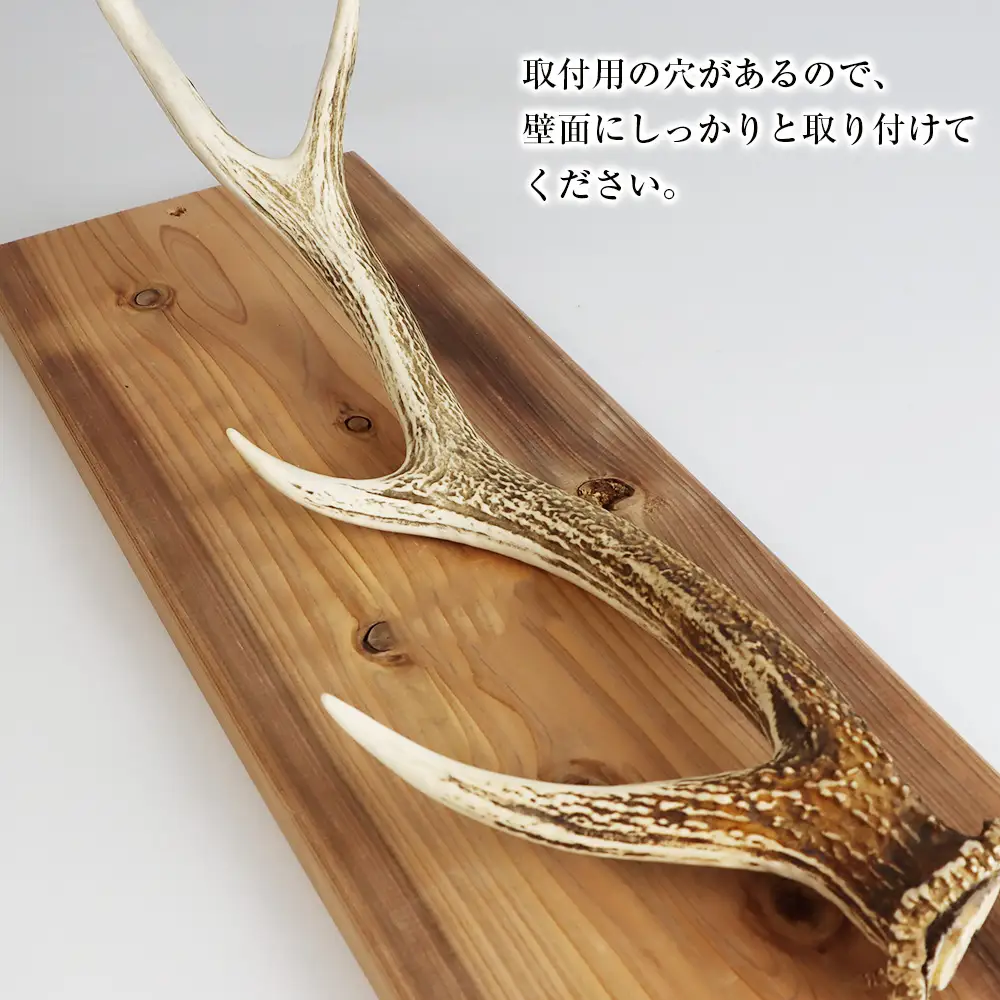エゾシカ角 壁掛け（横約20cm×縦約60㎝）