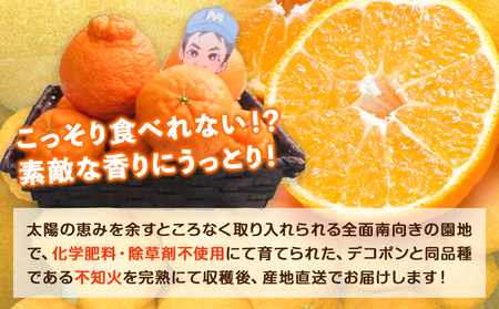 【先行予約】紀の川市不知火 まーくん家の不知火 約10kg きただ農園まーくん家《2027年2月末-3月下旬頃出荷》和歌山県 紀の川市 柑橘 化学肥料・除草剤不使用 しらぬい