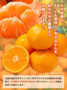 【先行予約】まーくん家のみかん 約5kg 《11月中旬-12月中旬頃出荷》 和歌山県 紀の川市 柑橘 きただ農園まーくん家 化学肥料・除草剤不使用