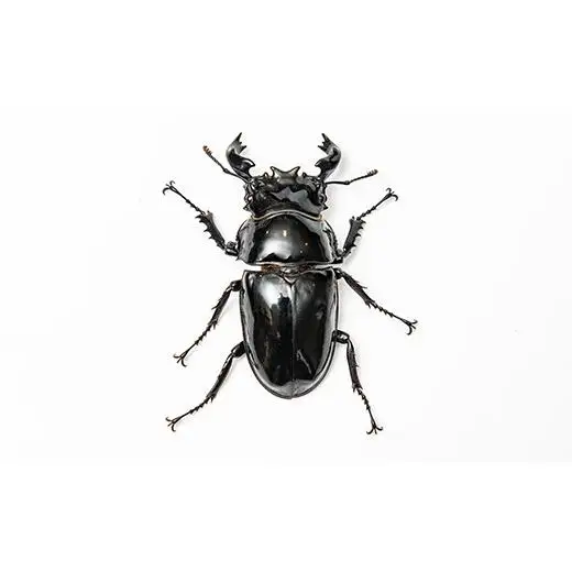 【1セット限定！】完璧育成！「タランドゥスオオツヤクワガタ」 G-233