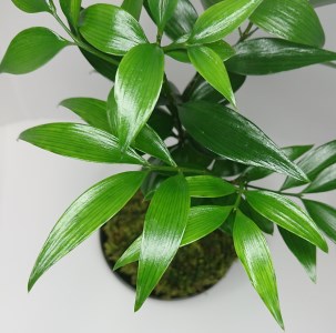 ナギの木の苔玉（皿付き）_B120ｰ001