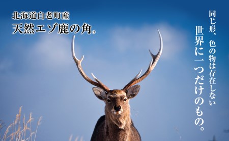 犬のおやつ・歯固めに！エゾシカ角 約15cm×1本（大型犬用）BO011