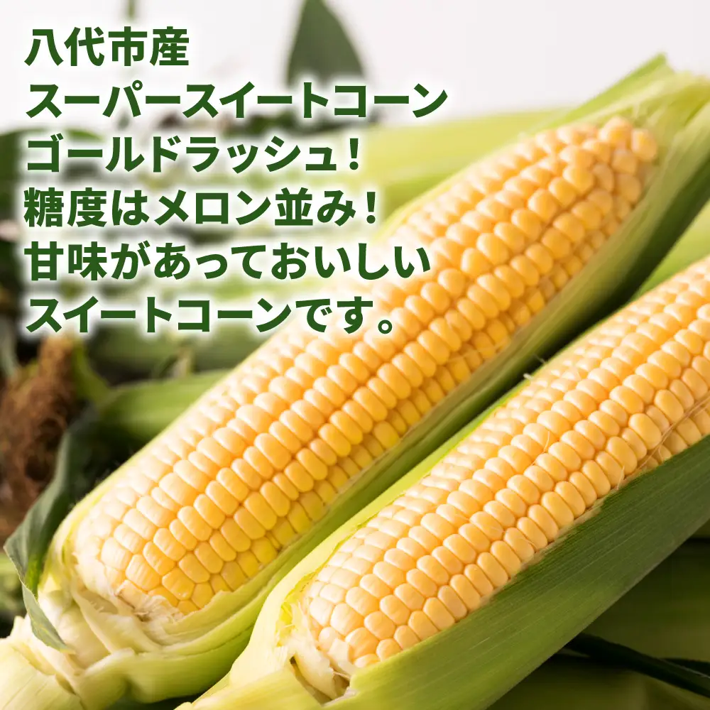熊本県八代市産 スーパースイートコーン ゴールドラッシュ 4kg 野菜ソムリエサミット 2年連続金賞受賞 スイートコーン とうもろこし コーン 朝採り 高糖度