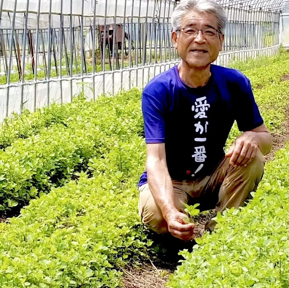青いお茶 バタフライピー 6袋 ハーブティー バタフライピーティー 茶葉