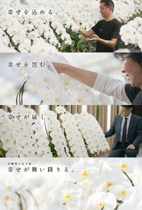 おまかせ中輪胡蝶蘭　2本立ち　【11100-0124】