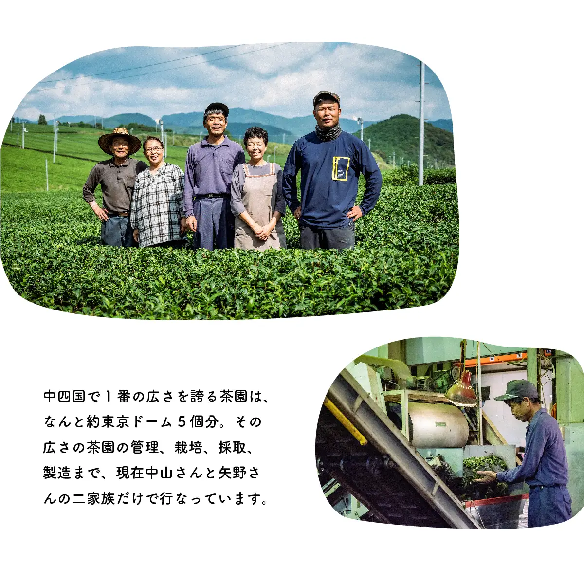 煎茶 茶葉 200gセット｜土佐霧山茶 かぶせ茶ブレンド 国産 緑茶 リーフタイプ