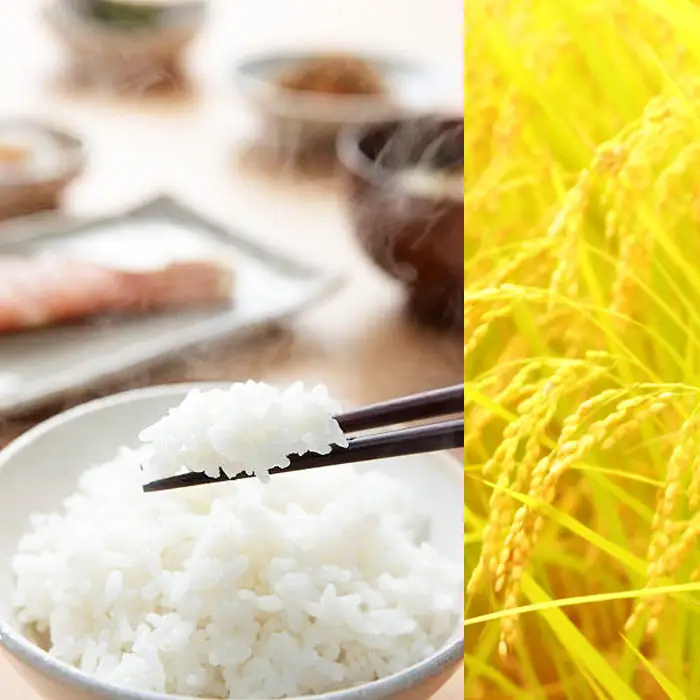 【令和7年産】新潟産コシヒカリ 特別栽培米 10kg（5kg×2袋） 精米 白米