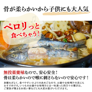 【予約受付】四万十の幸「あめご」 使いやすい小ぶりサイズ 700g (16cm前後×12～14匹) Eay-02 あめご あまご アメゴ アマゴ 小魚 魚 魚介 川魚 塩焼き 南蛮漬け 冷凍 魚貝類 