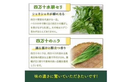 特製ポン酢付き！安心安全の地ドレ野菜（旬が香る7種セット） 野菜便 野菜 国産野菜 詰め合わせ 水耕セリ アスパラ ミョウガ ニラ 冷蔵 ／Qjs-05