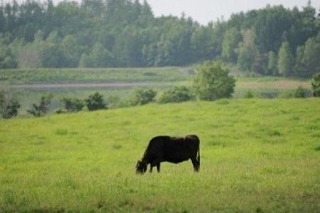 びえい牛ビーフカレー　３食セット | ビーフカレー 北海道 ビーフカレー 美瑛町 ビーフカレー 国産 ビーフカレー [012-102]