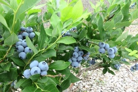 ハスカップジャム（150ｇ） ブルーベリージャム（150ｇ）ハスカップソース（150ｇ）