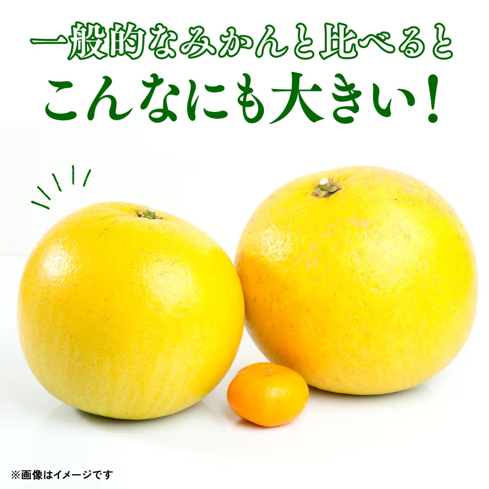 【先行予約】熊本県八代市産 晩白柚 （ばんぺいゆ） 2Lサイズ(約2kg)×2玉 柑橘 【2026年12月上旬より順次発送】