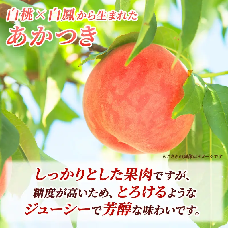 桃 先行予約 浅間水蜜桃 あかつき 約5kg 秀品 13～22玉 フルーツ 果物 白桃 白鳳 甘い 冷蔵