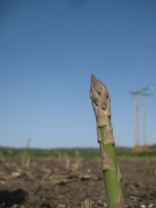 【5月下旬～6月上旬発送】旬の採れたて野菜「アスパラガス」