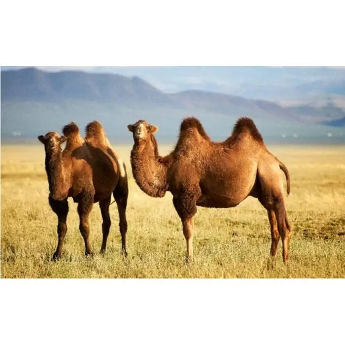 厳しい自然が生んだ暖かさ　キャメル100%（毛羽部分）毛布　シングル（140×200cm）CA-20S