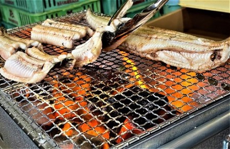 活きを開いてすぐ発送♪生うなぎ開き2本(約350g)ご家庭で蒲焼、白焼きに！・K187-13