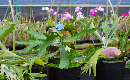 【OnnaIchigoFarm】コウモリラン　大 沖縄 コウモリラン ビカクシダ 室内植物 屋外植物 ヘゴ板 室内緑化 植物インテリア 観葉植物 沖縄産 プラントギフト 緑のある暮らし 園芸用品 インテリアプランツ 根付き植物 人気 ヘゴの木 おすすめ 送料無料 恩納村