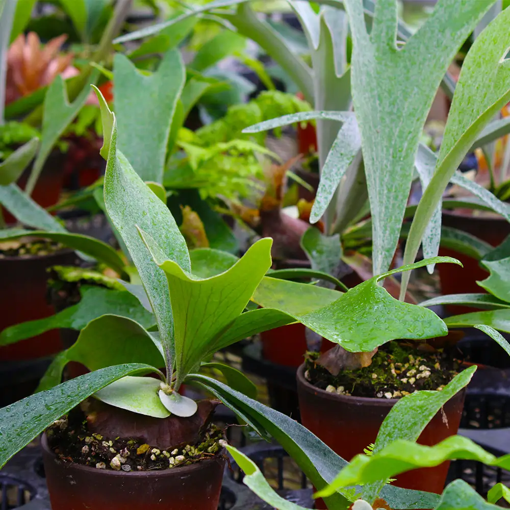 【OnnaIchigoFarm】コウモリラン　小 沖縄 コウモリラン ビカクシダ 室内植物 屋外植物 ヘゴ板 室内緑化 植物インテリア 観葉植物 沖縄産 プラントギフト 緑のある暮らし 園芸用品 インテリアプランツ 根付き植物 人気 ヘゴの木 おすすめ 送料無料 恩納村