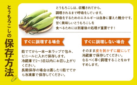 北海道 倶知安町 とうもろこし 味来 みらい 北海道 5kg 2Lサイズ 大きめ 夏野菜 とうきび 旬 新鮮 野菜 トウモロコシ ギフト 産地直送 産直 お取り寄せ 詰め合わせ 送料無料 13本 高糖度 