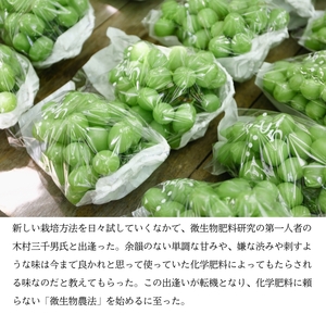 マスカット・ジパング 1房（900g以上）内田農園 岡山県 瀬戸内市 邑久町産 葡萄 ぶどう 2026年【配達不可：北海道・沖縄・離島】 果物類 フルーツ オリジナル 種なし 皮ごと 