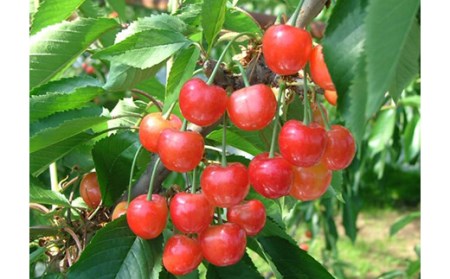 《先行予約 2026年度発送》さくらんぼ【紅秀峰】大玉バラ詰め 秀品 2L 500g FSY-0151