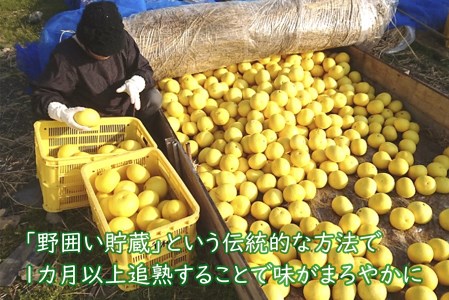 千光士農園 土佐文旦 5kg 家庭用 文旦