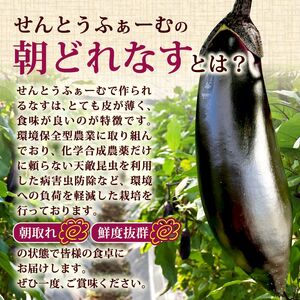 朝採れナス 約1.5kg 高知県安芸市｜ナス