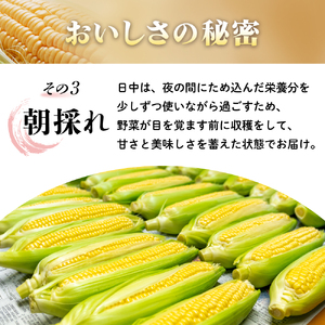 【2026年5月中旬ごろから配送開始！】朝もぎたてのスイートコーン 5本 ／Osy-A09 とうもろこし スイートコーン 新鮮 産地直送