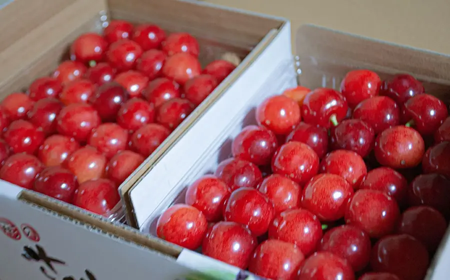 【令和8年産先行予約】さくらんぼ 佐藤錦 バラ 1kg（500g×2）鶴岡市櫛引産 桜桃の鈴木・鶴岡地区物産協同組合 K-867