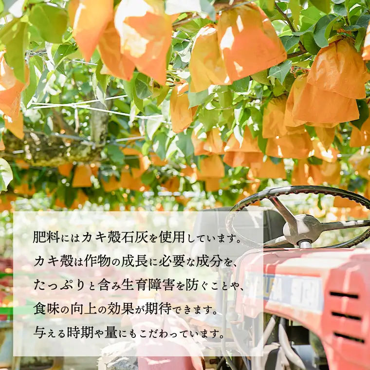 王秋梨 約5kg 10月上旬発送  梨 先行受付