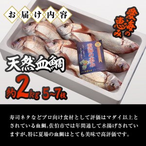 天然 血鯛 (約2kg・計5-7枚) 直送 産直 漁師 魚 鮮魚 天然 チダイ 鯛 白身魚 獲れたて 刺身 煮つけ 塩焼き 冷蔵 豊後水道 鮮魚 大分県 佐伯市【CS03】【 (有)丸昌水産】