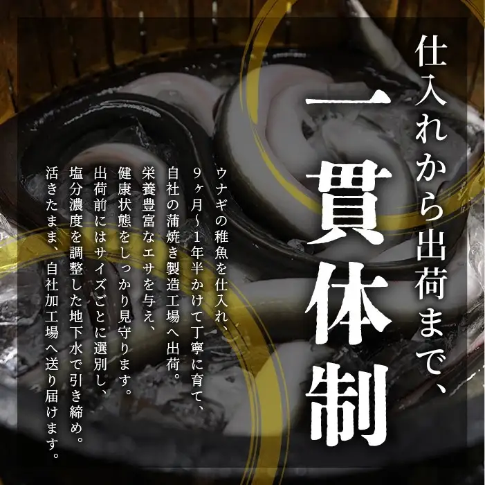 【丑の日に合わせてお届け！】鹿児島県産鰻の蒲焼(無頭背開き)約165g×2尾(山中水産/IB022-001u)うなぎ 国産