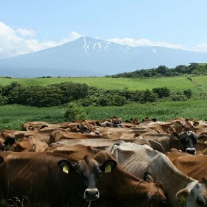 ジャージー乳仕込み！手軽にベーコンリゾット 土田牧場さんのお土産 250g×4袋