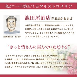 SB0674　アルストロメリアの花束　計30本(白色、ピンク色、赤色/各10本)