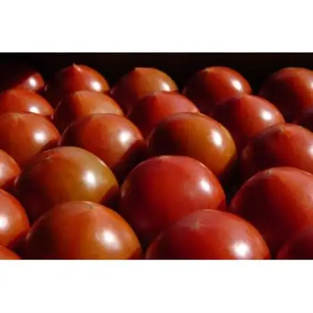 濃厚で甘い深層水トマトジュース大瓶2本セット【無塩無添加】【1285106】