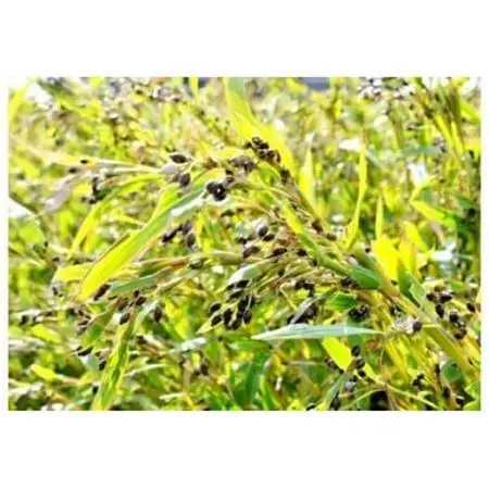 はとむぎ精白粒セット(大粒200g×2袋、砕粒500g×2袋)【1291665】