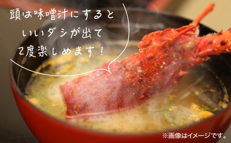 【花光】海老の王様！天然イセエビボイル（小２尾）【旨さそのまま♪期間限定フレッシュ冷蔵便】　