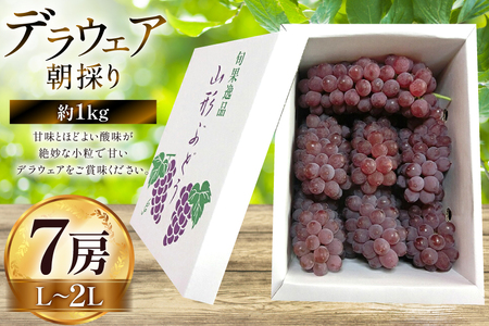 【期間限定発送】 ぶどう 朝採り デラウェア 秀 L～2L 7房 約 1kg [Ｈinataぶどう園 山形県 高畠町 tk06ayt190008]