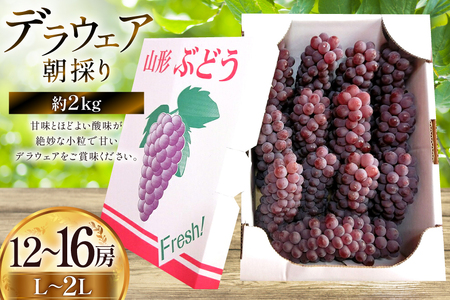 【期間限定発送】 ぶどう 朝採り デラウェア 秀 L～2L 12～16房 約 2kg [Ｈinataぶどう園 山形県 高畠町 tk06ayt190007]