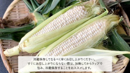 とうもろこし ピュアホワイト 約6kg 朝採り 産地直送 令和8年産
