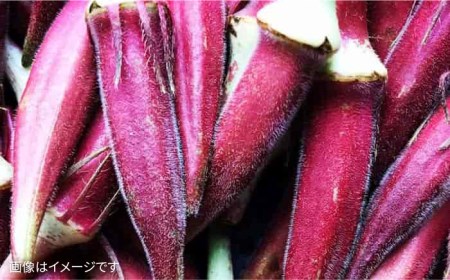 【 全6回 定期便 】【 農薬・化学肥料 不使用 】こだわり 高級希少野菜 セット （ 7品 前後 ） 《糸島》【オーガニックナガミツファーム】 	[AGE017]