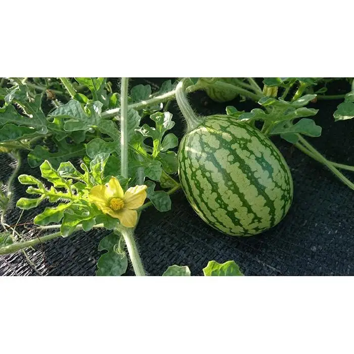【2026年7月下旬頃から発送予定】【夏季限定】井口農場産　八色原スイカ　大玉１玉｜スイカ